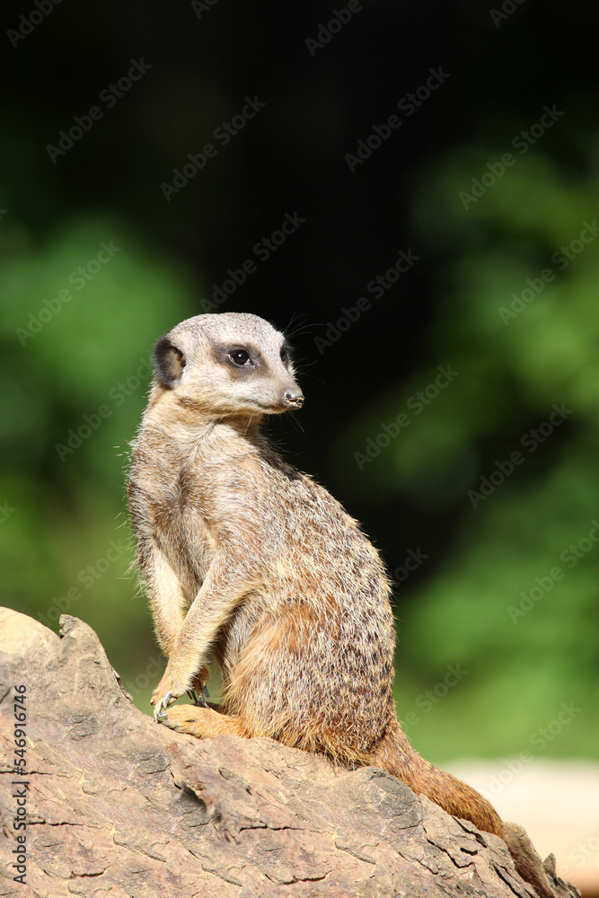 Erdmännchen / Suricate or Meerkat / Suricata suricatta Erdmännchen / Suricate or Meerkat / Suricata suricatta