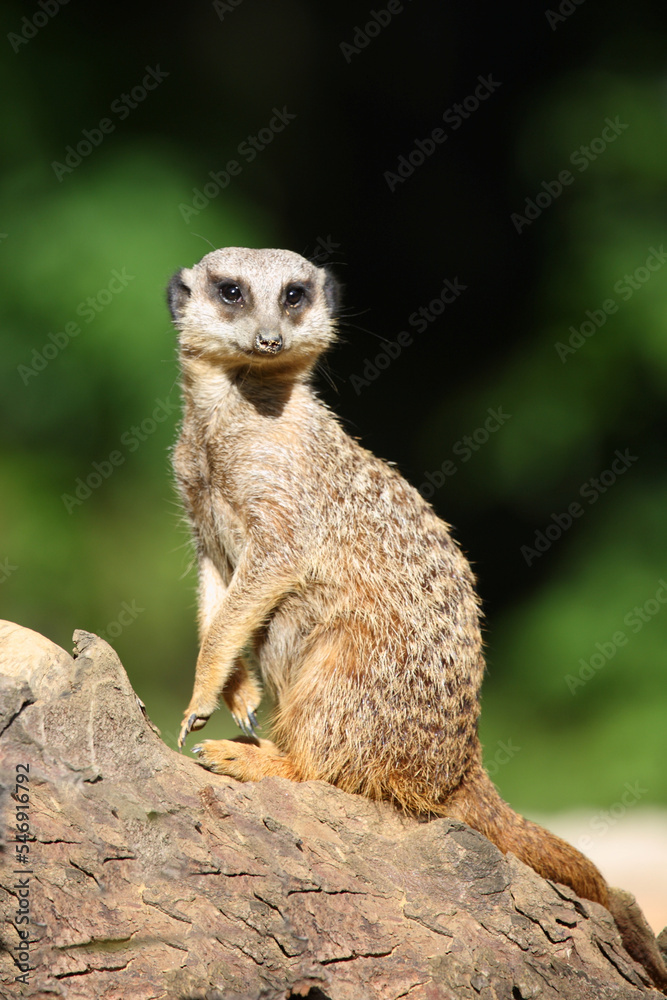 Erdmännchen / Suricate or Meerkat / Suricata suricatta Erdmännchen / Suricate or Meerkat / Suricata suricatta