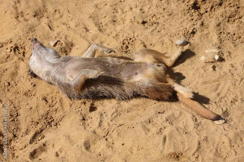 Obraz premium Erdmännchen / Suricate or Meerkat / Suricata suricatta.