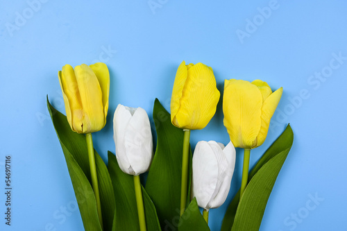 Tulips and Ribbons on blue background.