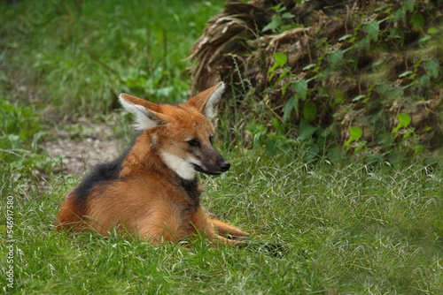 Mähnenwolf / Maned wolf / Chrysocyon brachyurus