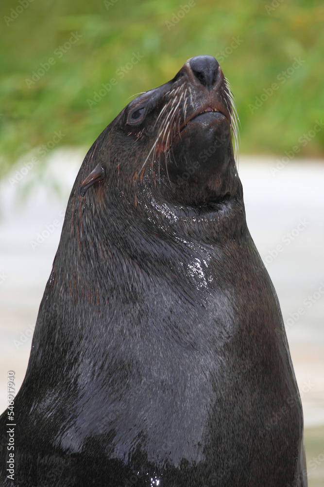 Fototapeta premium Südafrikanischer Seebär / Brown fur seal / Arctocephalus pusillus