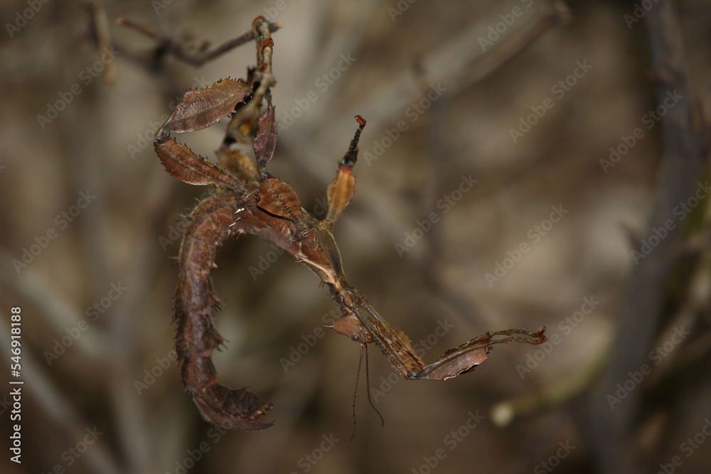 Naklejka premium Australische Gespenstschrecke / Macleay's spectre or Giant prickly stick insect / Extatosoma tiaratum