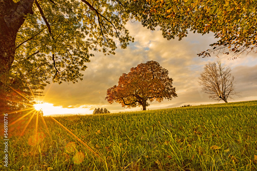 Herbst - Allgäu - Sonnenuntergang - Baum - Bayern photo