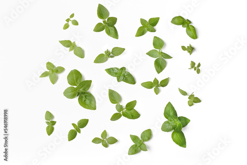 Basil leaves isolated on white background, for your design
