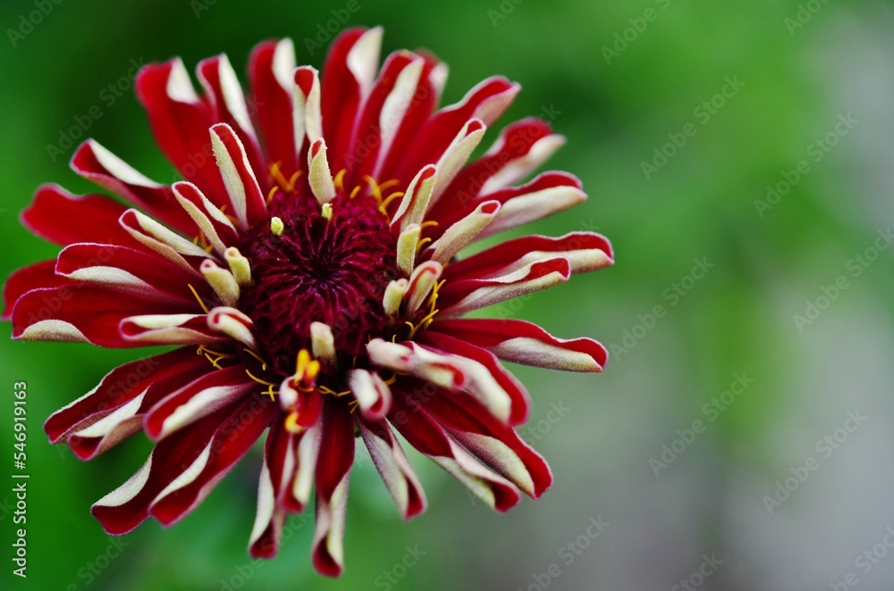 red and white flower red and white flower