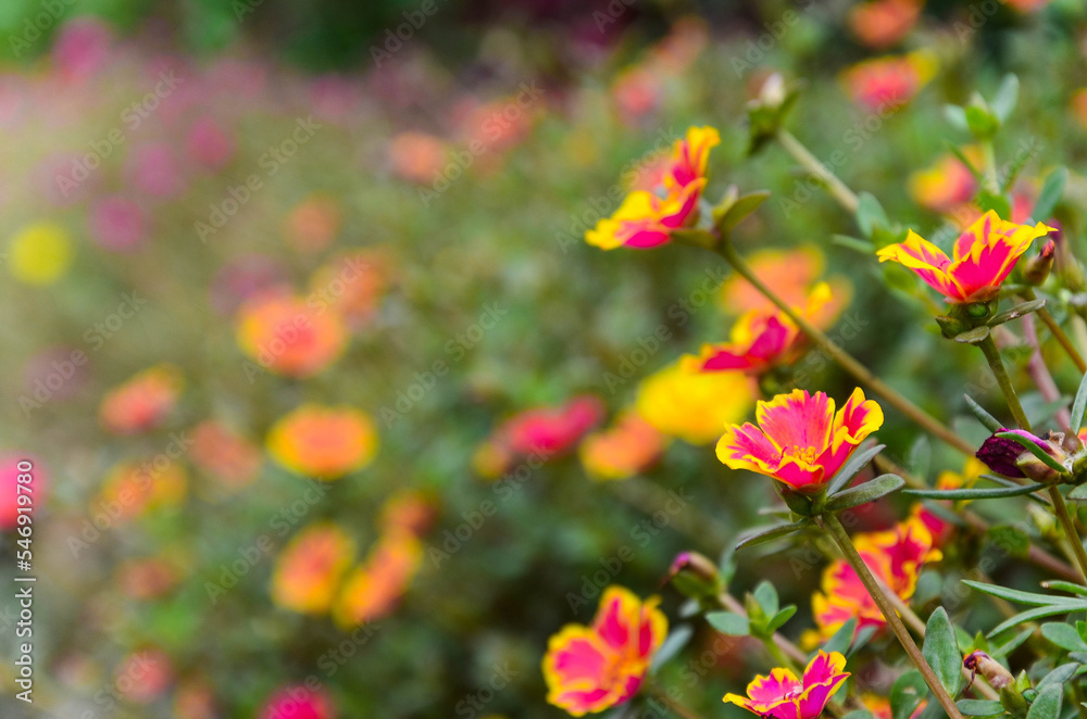 Common Purslane, Verdolaga, Pigweed, Little Hogweed or Pusley flower in garden.