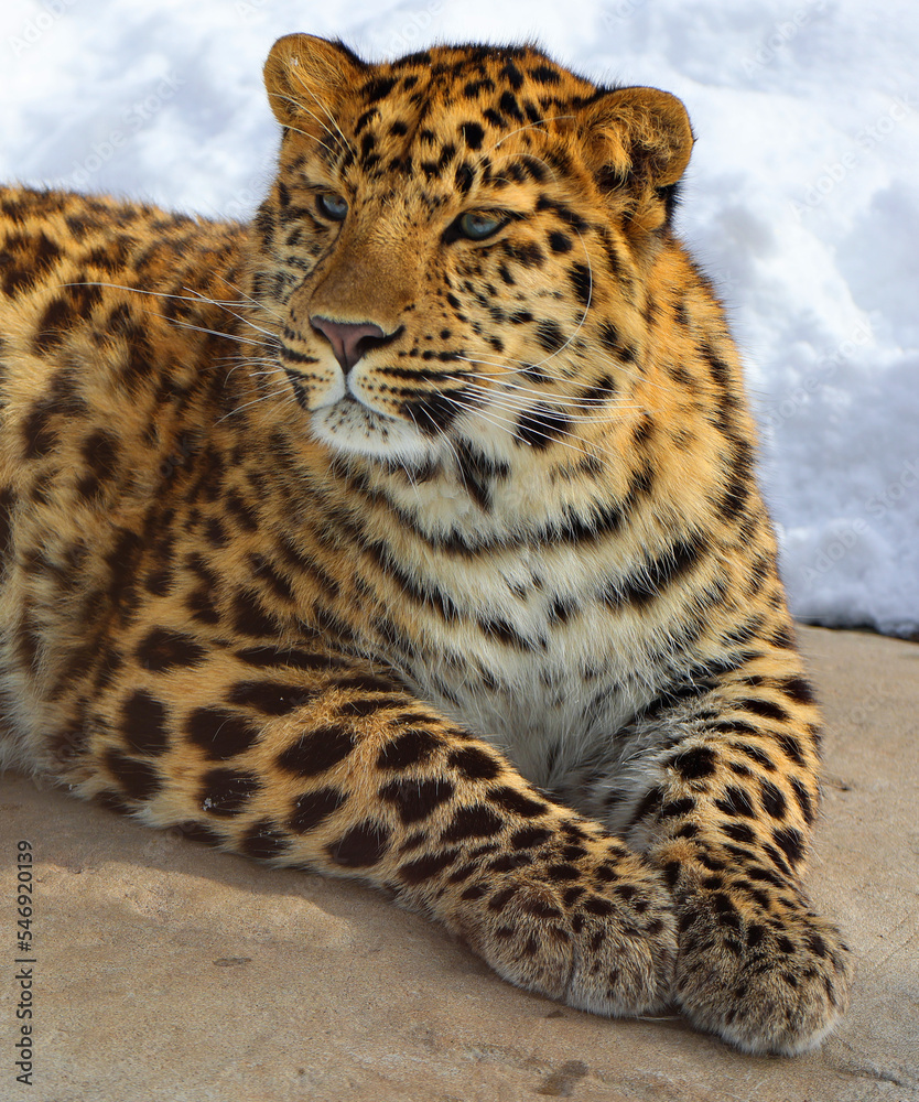Amur leopard is a leopard subspecies native to the Primorye region of southeastern Russia and the Jilin Province of northeast China. Amur leopard is a leopard subspecies native to the Primorye region of southeastern Russia and the Jilin Province of northeast China.