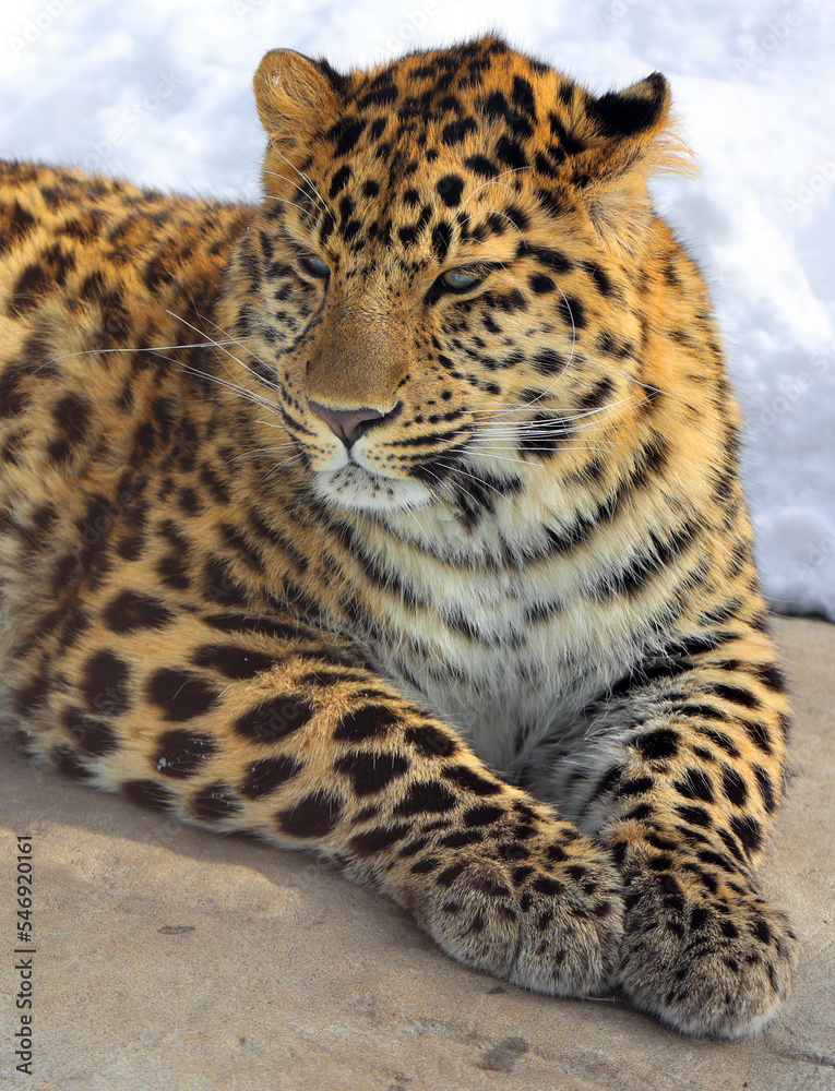 Amur leopard is a leopard subspecies native to the Primorye region of southeastern Russia and the Jilin Province of northeast China. Amur leopard is a leopard subspecies native to the Primorye region of southeastern Russia and the Jilin Province of northeast China.