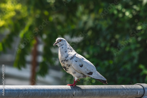 White dove sitting on a pole in a public space