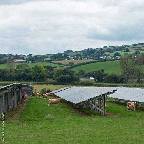 Sheep kept to graze farmland in Devon UK supporting arrays of solar panels. Areas underneath the panels would be otherwise prohibitively difficult for cutting due to limited   accessibility