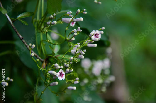 Skunk vine in the park. photo