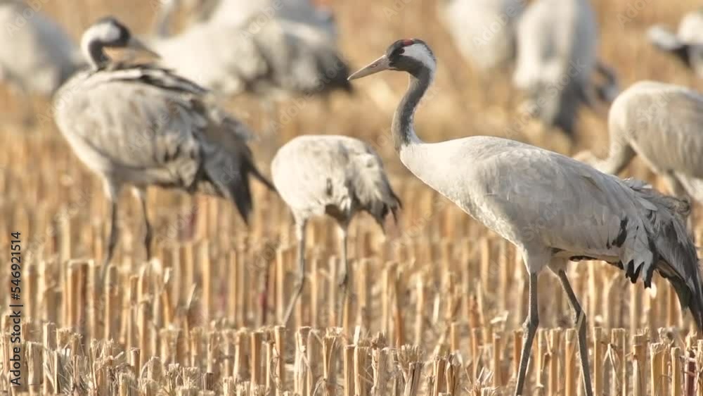 Common Cranes or Eurasian Cranes (Grus Grus) feeding and resting in a field around the moors of near Diepholz in Lower Saxony in Germany during the autumn migration. Common Cranes or Eurasian Cranes (Grus Grus) feeding and resting in a field around the moors of near Diepholz in Lower Saxony in Germany during the autumn migration.