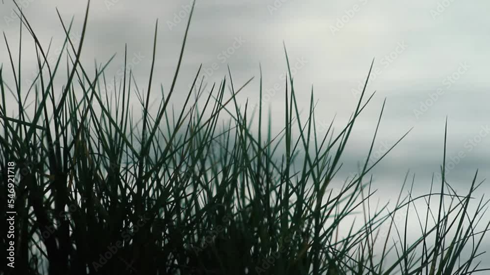 grass and water, grass, nature, green, water, plant, summer, sky, lake, reed, field, beach, river, spring, sea, sunset, wind, sun, landscape, blue, pond, sand, plants, ocean, flora, meadow, grass and water, grass, nature, green, water, plant, summer, sky, lake, reed, field, beach, river, spring, sea, sunset, wind, sun, landscape, blue, pond, sand, plants, ocean, flora, meadow,