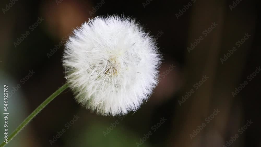 Dandelion seeds closeup and blurred dark background.