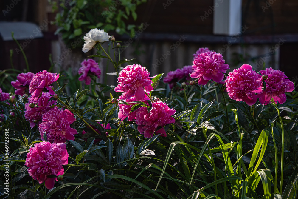 Blossoming pink peonies in the garden