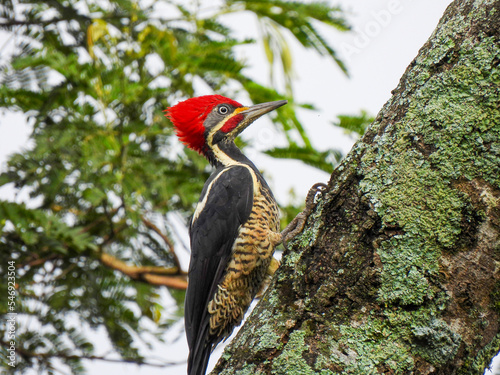 Dryocopus lineatus - Lineated Woodpecker photo