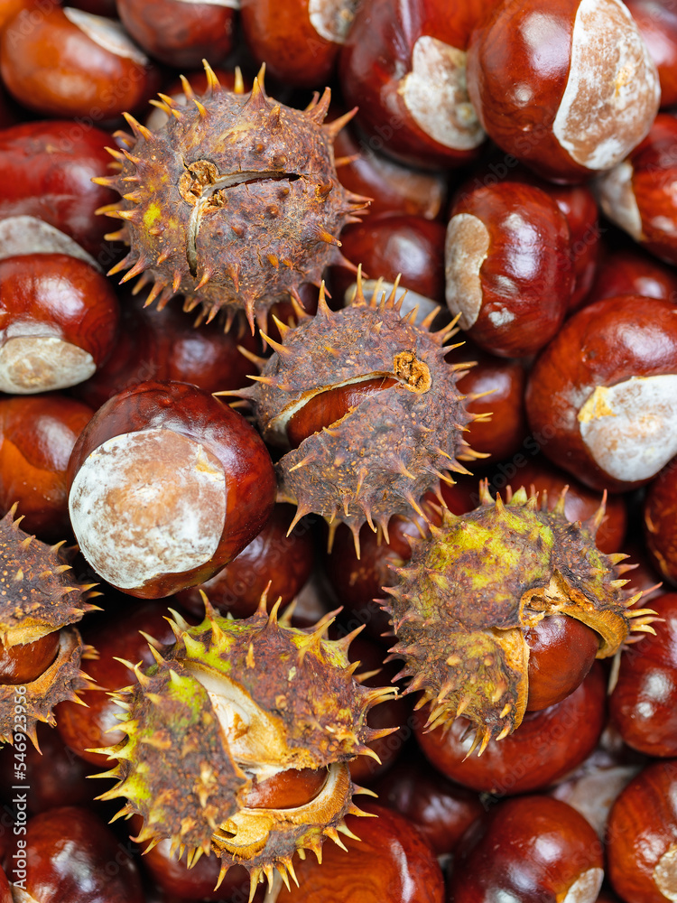 Viele Früchte der Rosskastanie, Aesculus hippocastanum Viele Früchte der Rosskastanie, Aesculus hippocastanum