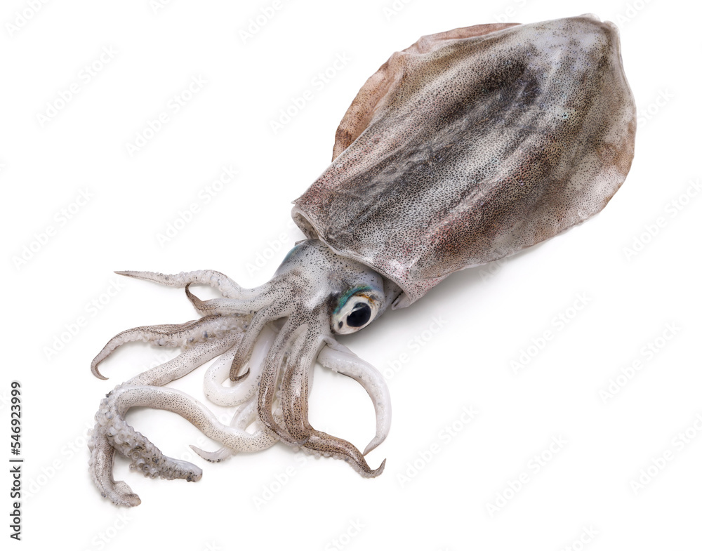 bigfin reef squid, green-eyed squid, oval squid, aoriika bigfin reef squid, green-eyed squid, oval squid, aoriika