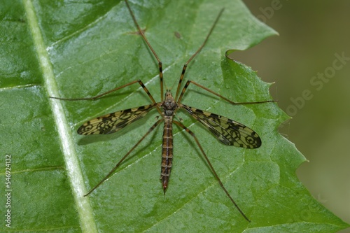 Closeup on a distinctive cranefly, Epiphragma ocellare, sitting on a green leaf photo