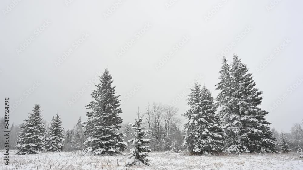 Snow covered spruce trees in a grassy field with light snow falling from a light grey sky.
Snow covered spruce trees in a grassy field with light snow falling from a light grey sky.