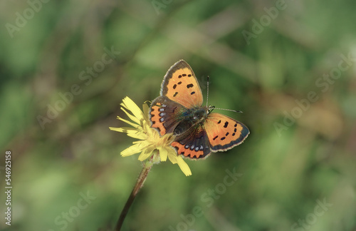Картината върху платно Lycaena phlaeas  A walk on a bygone summer's day
