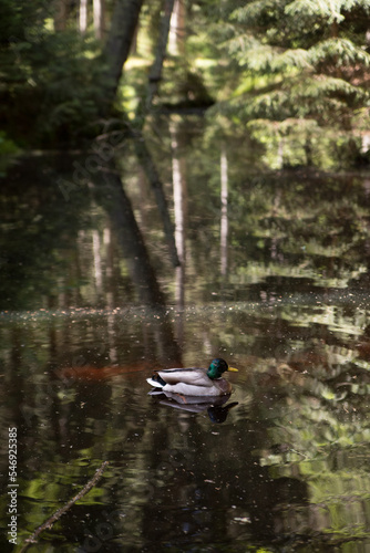 Duck swimming in the middle of the lake