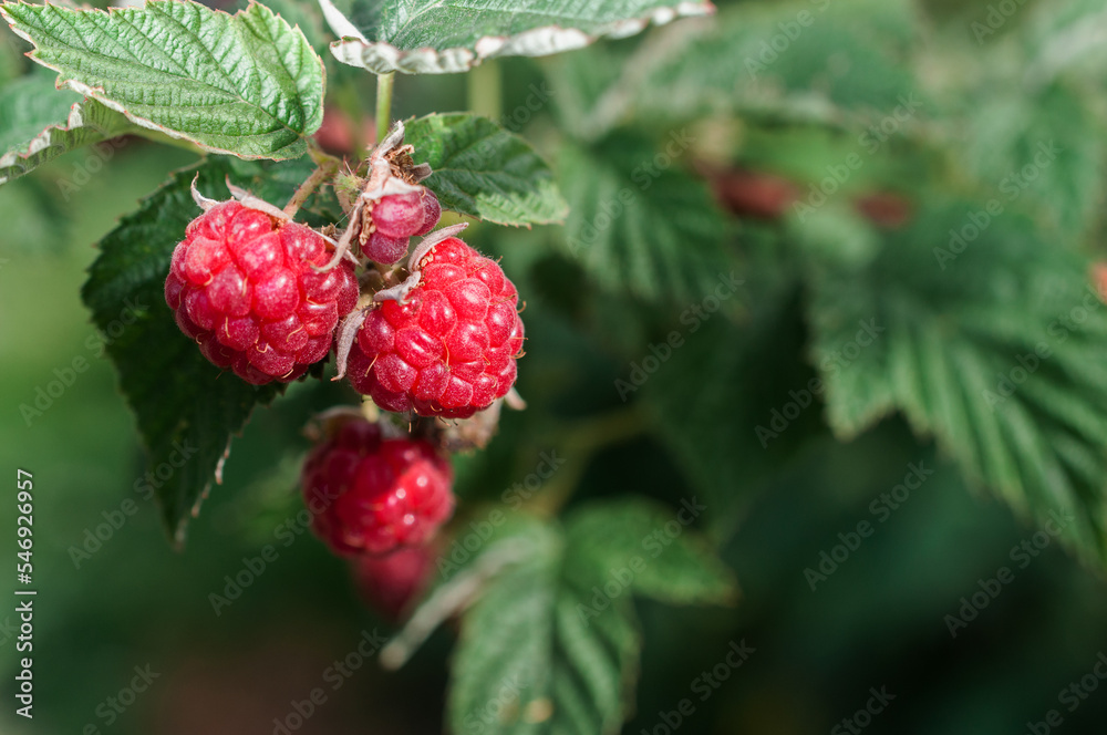 raspberries on a bush close-up raspberries on a bush close-up