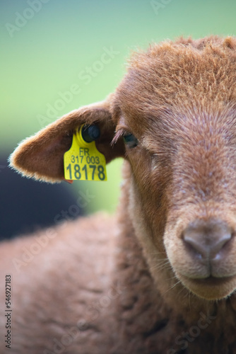 Fotografi portrait de mouton