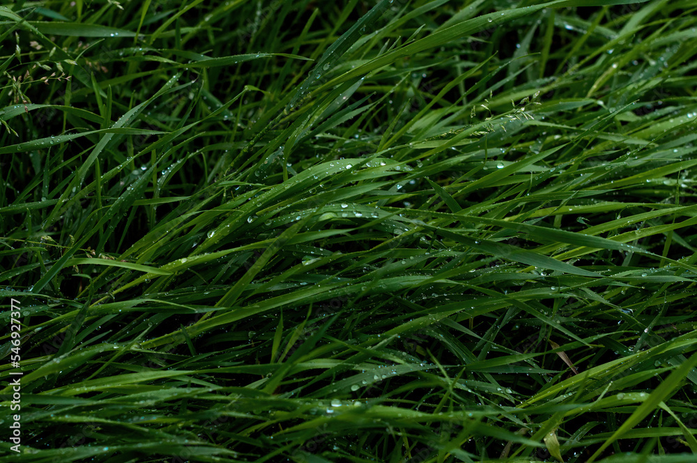 fresh green grass with rain drops full frame