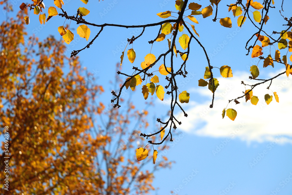 Colorful autumn leaves on a tree. Selective focus. Colorful autumn leaves on a tree. Selective focus.