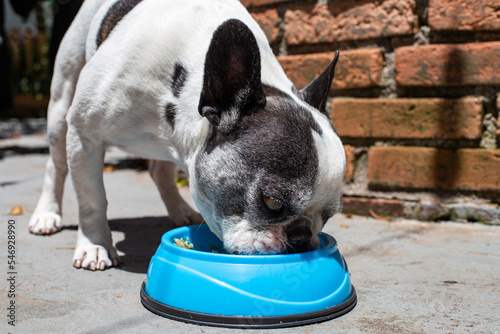 Fototapeta Naklejka Na Ścianę i Meble -  French bulldog eating natural food from a blue pot.