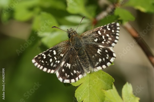 Closeup on a Pyrgus malvae, the grizzled skipper with spread wings photo