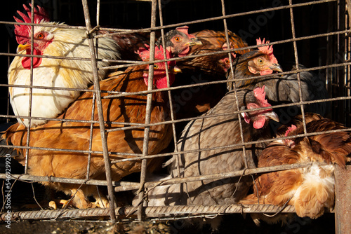 Chickens in a cage at a market in the Georgian city of Tbilisi. Animals in the zoo. Bird for sale. Live chicken. Animals in captivity. The concept of village life, farming, farm food. Meat products. photo