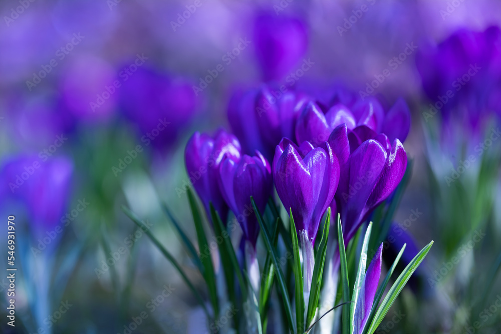 purple crocuses in the garden in the morning in the sunshine, banner with crocuses. Crocus sieberi