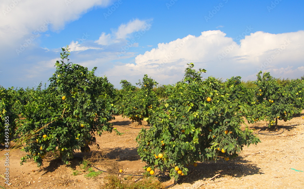 Orchard with orange trees, orange plantations. Ripe fruits on branches. Rich harvest on the farm