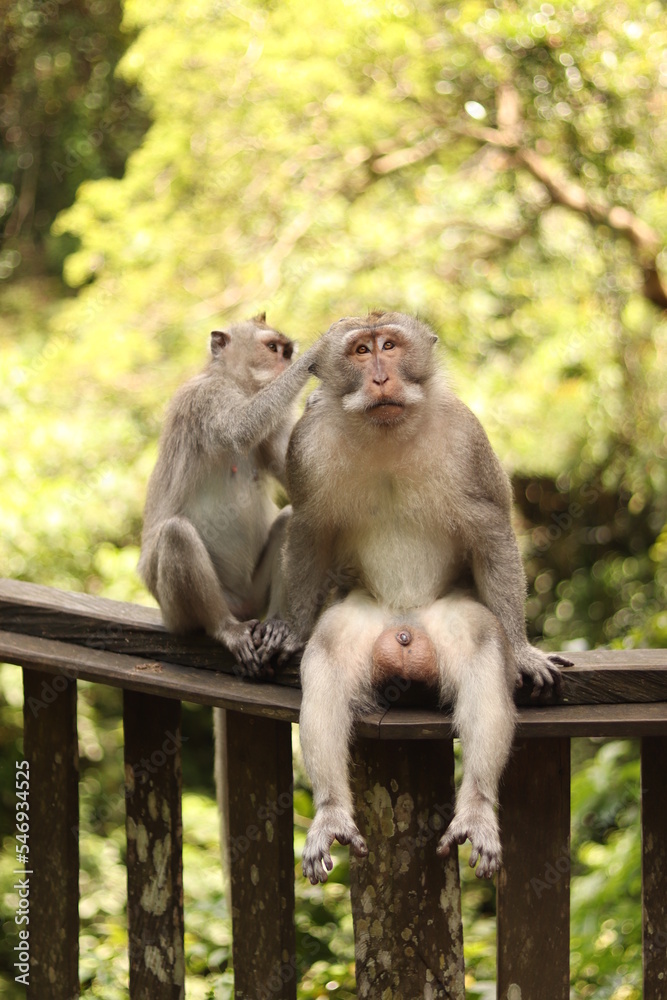 Fototapeta premium Indonesia Bali Forest Monkey Portraits