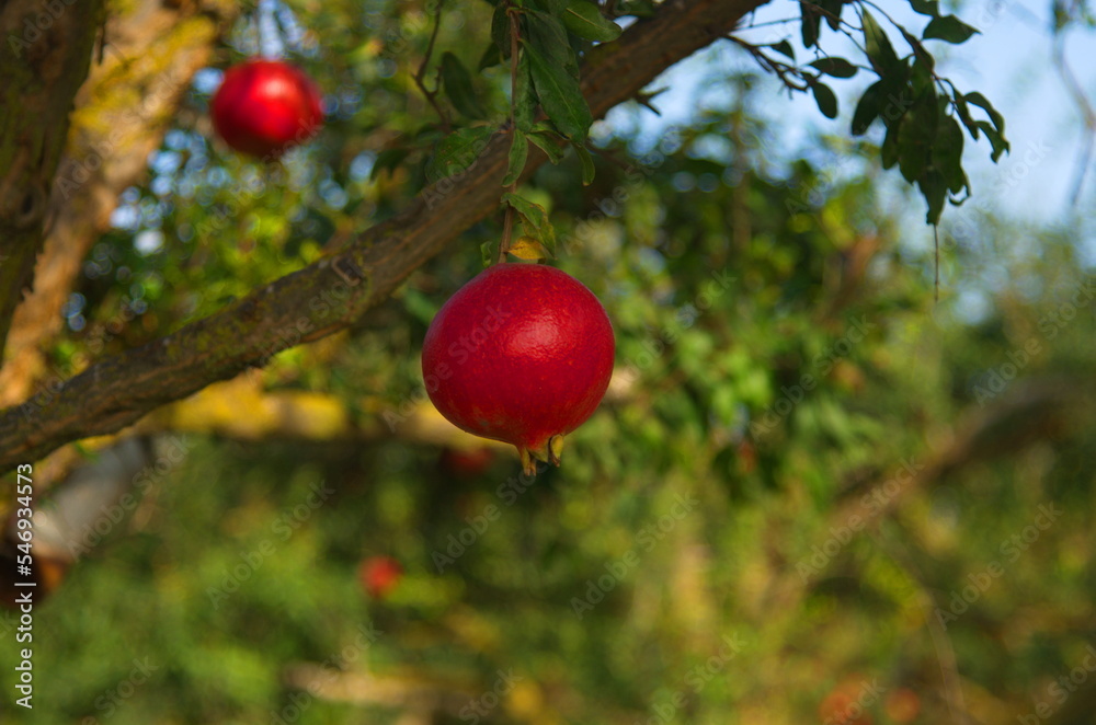 Large ripe pomegranates hang on a branch. Lots of fruits on the tree. Autumn harvest. Pomegranates for delicious juice. Space for text. Croissant fruit on a tree in the garden. Plantations of pomegran Large ripe pomegranates hang on a branch. Lots of fruits on the tree. Autumn harvest. Pomegranates for delicious juice. Space for text. Croissant fruit on a tree in the garden. Plantations of pomegran