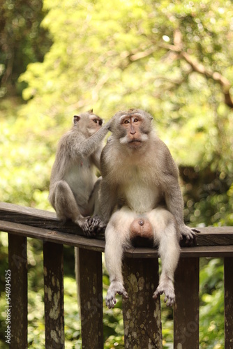Indonesia Bali Forest Monkey Portraits © Daniel
