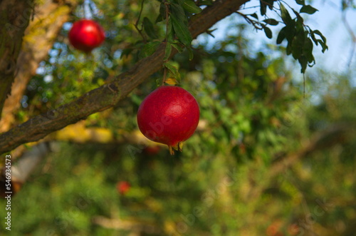 Large ripe pomegranates hang on a branch. Lots of fruits on the tree. Autumn harvest. Pomegranates for delicious juice. Space for text. Croissant fruit on a tree in the garden. Plantations of pomegran