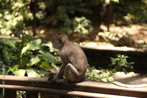 Indonesia Bali Forest Monkey Portraits