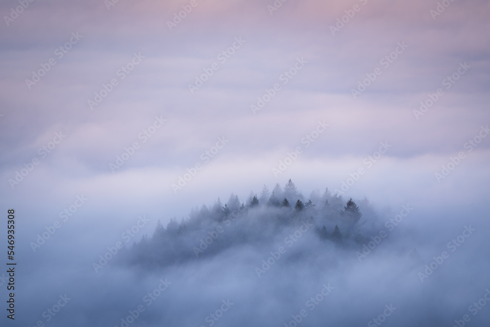 Trees on a mountain top rise out of the fog during an inversion weather situation in the Black Forest Trees on a mountain top rise out of the fog during an inversion weather situation in the Black Forest