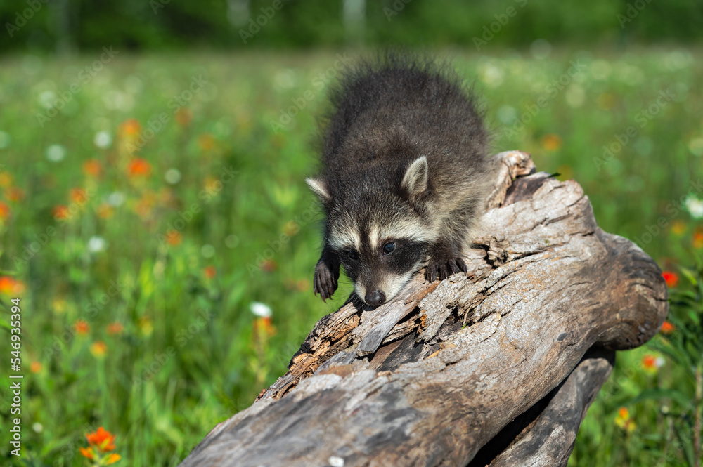 Raccoon (Procyon lotor) Steps Down Log One Paw Up Summer Raccoon (Procyon lotor) Steps Down Log One Paw Up Summer
