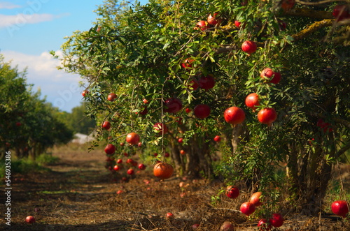 Spectacular ripe red pomegranate israeli garden. Big and beautiful pomegranate fruits on trees. Autumn in Israel. Agricultural kibbutz, rich harvest photo