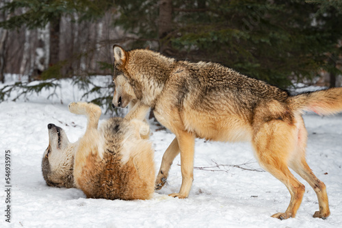 Grey Wolf (Canis lupus) Stands Over Submissive Packmate on Back Winter © hkuchera