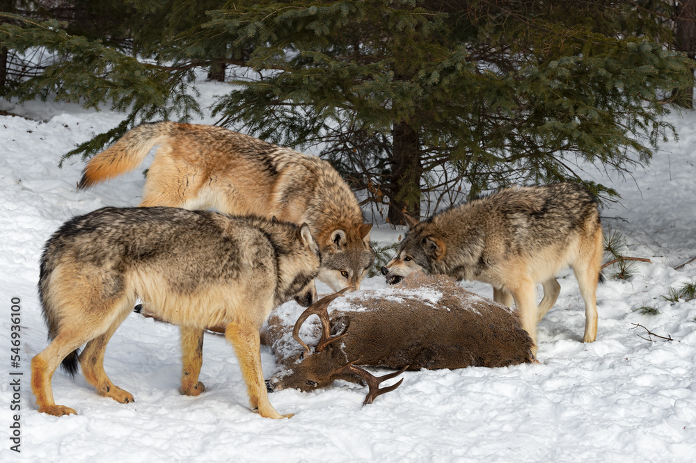 Grey Wolf (Canis lupus) Snarls at Packmates Over White-Tail Deer Body Winter