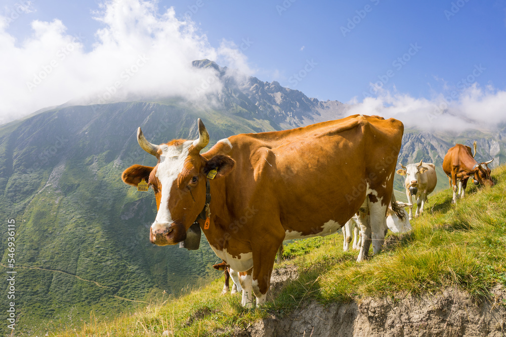 Hiking around Mont Blanc, Alpine landscape, cows