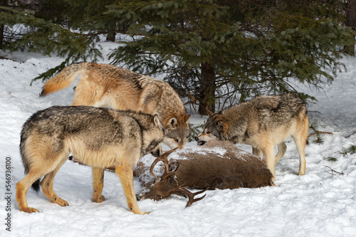 Grey Wolf (Canis lupus) Snarls at Packmates Over White-Tail Deer Body Winter © hkuchera