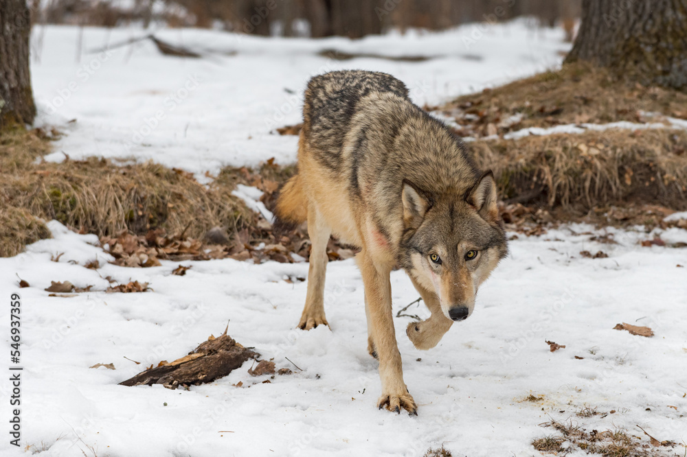 Naklejka premium Grey Wolf (Canis lupus) Steps Forward Front Paw Up Winter