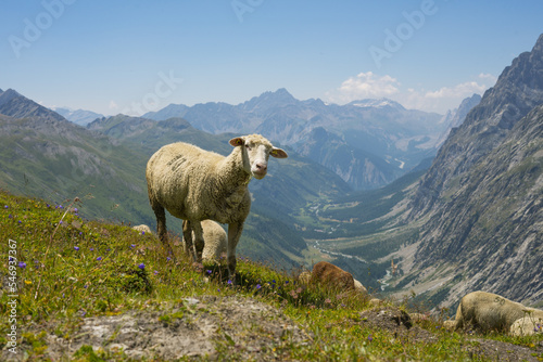 Hiking around Mont Blanc, Alpine landscape, sheeps